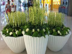 廣西規(guī)模大的廣西玻璃鋼花盆生產(chǎn)基地,南寧花盆批發(fā)圖片|廣西規(guī)模大的廣西玻璃鋼花盆生產(chǎn)基地,南寧花盆批發(fā)產(chǎn)品圖片由南寧市惜譽玻璃鋼制品公司生產(chǎn)提供-